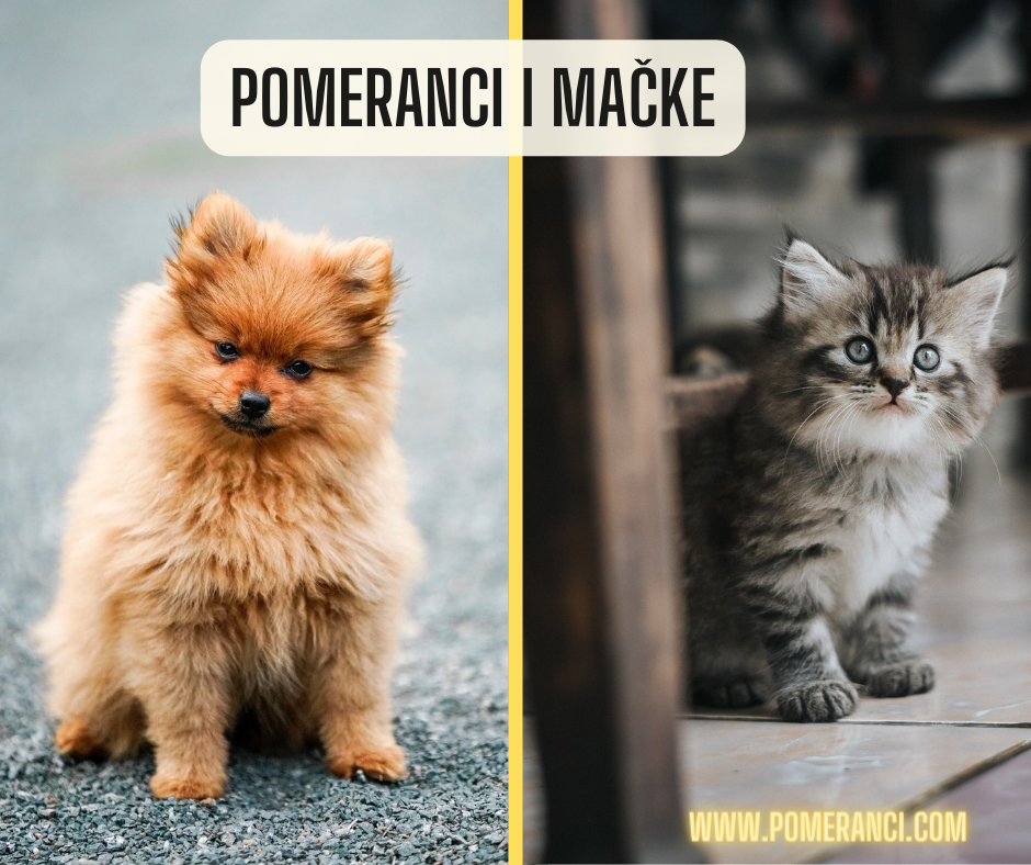 Pomeranci i mačke