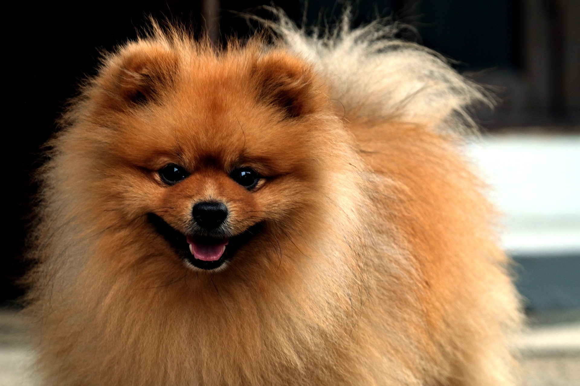 Pomeranac