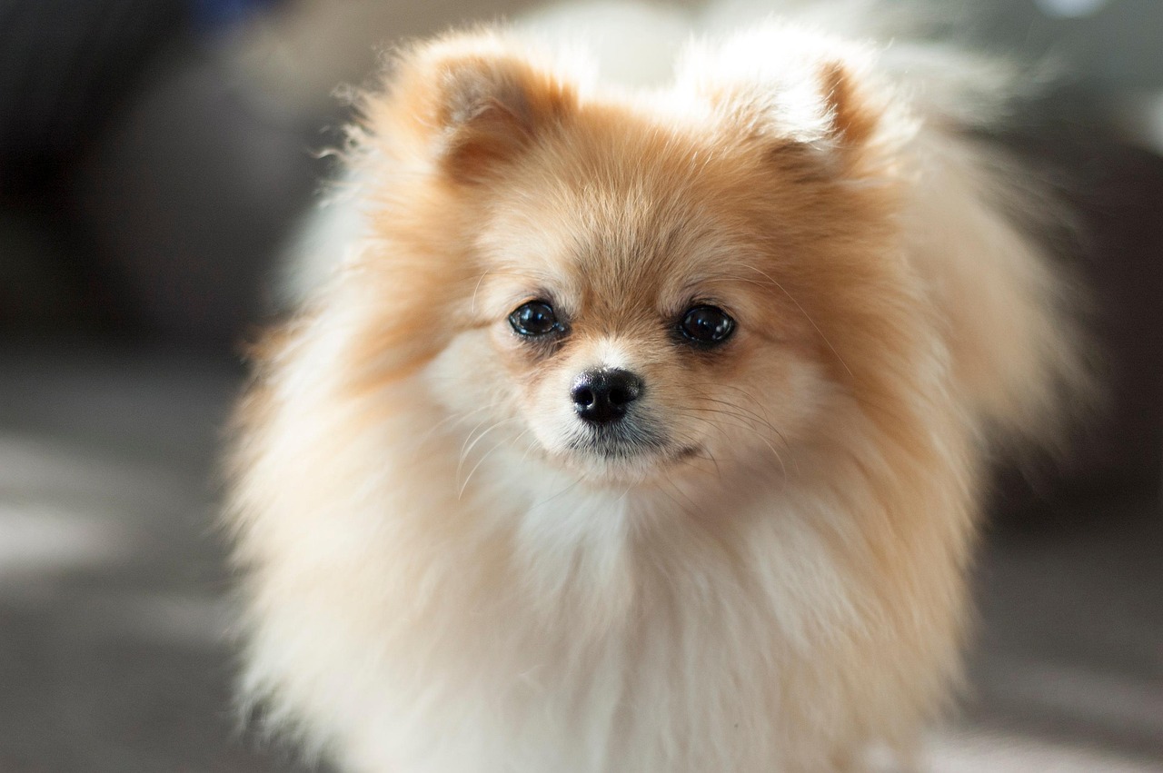 Pomeranac