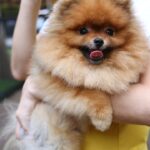 Idealna težina pomeranca