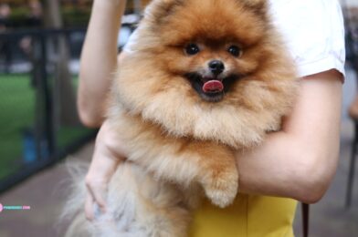 Idealna težina pomeranca po mjesecima starosti