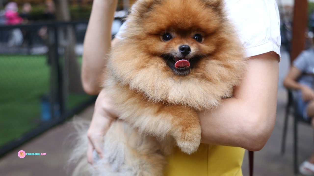 Idealna težina pomeranca