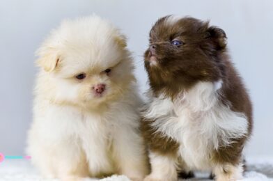 Kada pomeranac prestaje rasti?