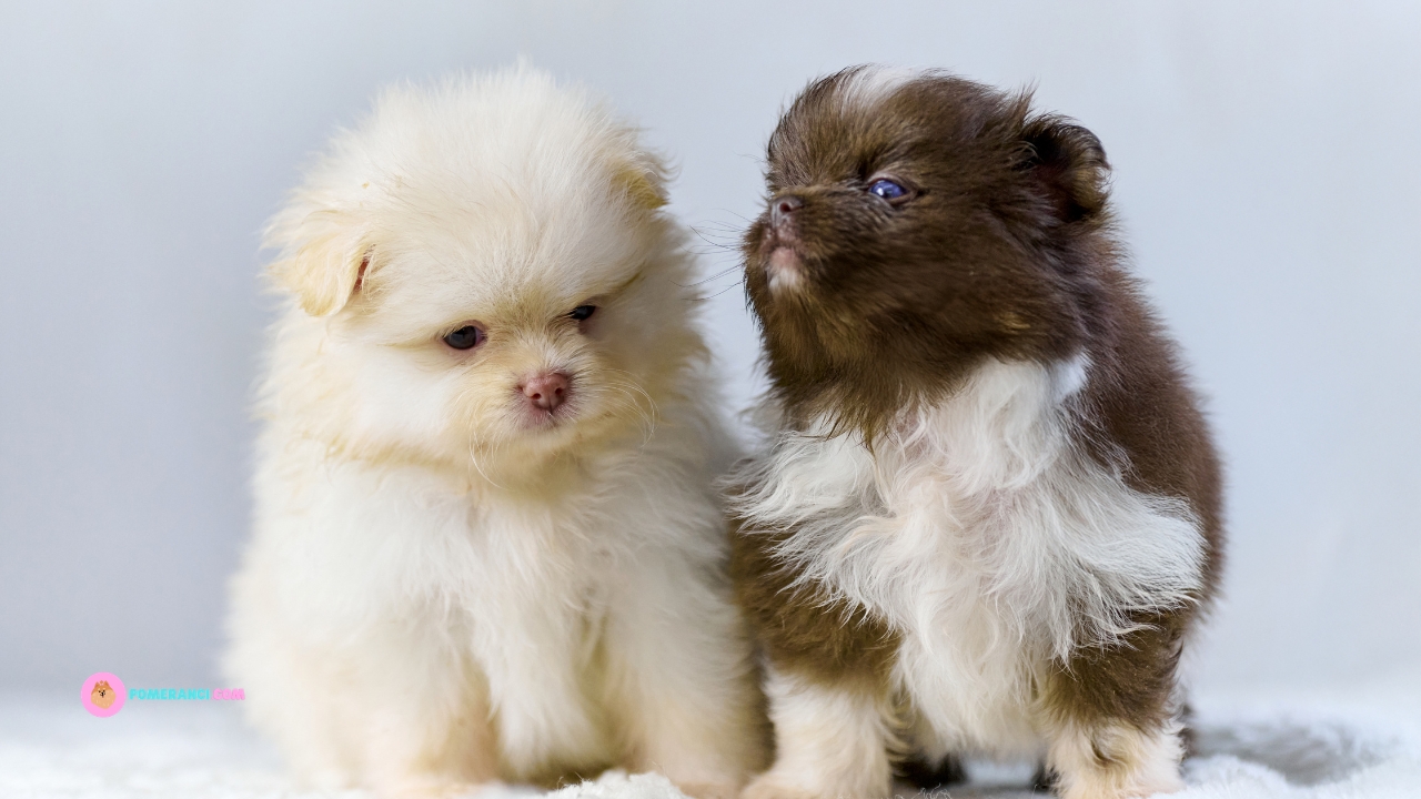 Faze rasta pomeranca